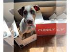 Catahoula Leopard Dog DOG FOR ADOPTION RGADN-1095647 - CLINT BARTON - Catahoula