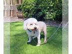 Poodle (Miniature) Mix DOG FOR ADOPTION RGADN-1095709 - Leon - Poodle