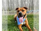 Bullypit DOG FOR ADOPTION RGADN-1097083 - Balto - Big, beautiful boy!