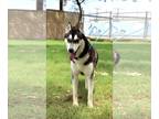 Huskies Mix DOG FOR ADOPTION RGADN-1099613 - Jay - Husky / Mixed (medium coat)