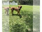 Catahoula Leopard Dog Mix DOG FOR ADOPTION RGADN-1101898 - John - Catahoula