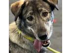 Adopt Dakota a Husky, Shepherd