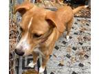 Adopt Goldie a Labrador Retriever, Beagle