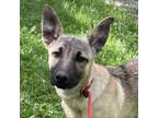 Adopt Athena a Black Labrador Retriever