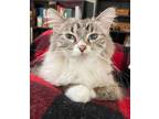Adopt Aquamarine "Marni a Tabby
