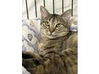 Adopt Honey a Domestic Short Hair