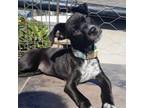 Adopt Claire a Boxer