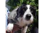 Adopt Griffin a Parson Russell Terrier, Schnauzer