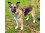 Adopt Nikki a German Shepherd Dog