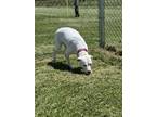 Adopt Blessing a Dalmatian, Pit Bull Terrier