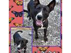 Adopt Cocoa a Shepherd, Labrador Retriever