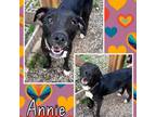 Adopt Annie a Labrador Retriever, Shepherd