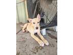 Adopt Lori a Pit Bull Terrier