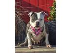 Adopt Clementine a Pit Bull Terrier