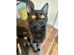 Adopt Gigi a Domestic Short Hair