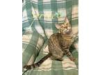 Adopt Sprite a Tabby