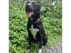 Adopt Calliope a Mixed Breed