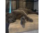 Adopt Poco a Domestic Short Hair