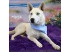 Adopt Husk a Husky