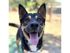 Adopt Rusty a Mixed Breed