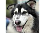 Adopt Kona - ECAS a Alaskan Malamute, Siberian Husky