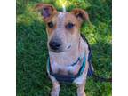 Adopt Scooby a Cattle Dog, Mixed Breed