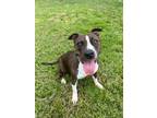 Adopt Koda a Pit Bull Terrier, Mixed Breed