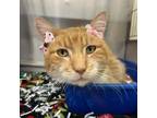 Adopt Scruffy a Domestic Short Hair