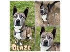 Adopt Blaze a Husky, American Staffordshire Terrier