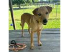 Adopt Tow a Labrador Retriever, Terrier