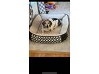 Adopt Bucket a Basset Hound, Beagle