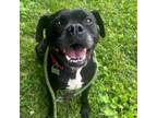 Adopt Gunner a Bullmastiff, Boston Terrier
