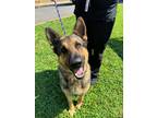 Adopt Gunner a German Shepherd Dog, Mixed Breed