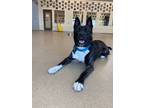 Adopt Stan a Akita