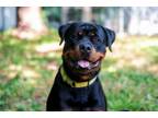 Adopt Axel a Rottweiler