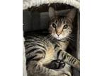 Adopt Clem a Domestic Short Hair