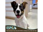 Adopt Sham a Labrador Retriever, Shepherd