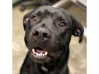 Adopt Vince a Pit Bull Terrier, Labrador Retriever