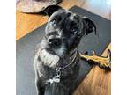 Adopt Tito a Schnauzer, Pit Bull Terrier