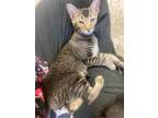 Adopt Taco a Domestic Short Hair