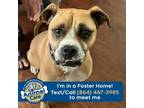 Adopt Chuck a Boxer
