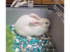 Adopt Blanco a American