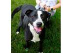 Adopt Smitty a Labrador Retriever