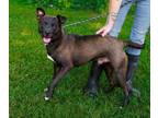 Adopt Barney a Staffordshire Bull Terrier, Labrador Retriever