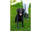 Adopt Jack a Labrador Retriever
