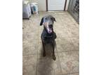Adopt Goose a Doberman Pinscher