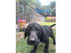 Adopt Kawai a Labrador Retriever