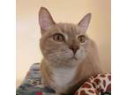 Adopt Scooter a Domestic Short Hair