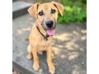 Adopt Crenshaw a Hound, Mixed Breed