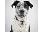 Adopt Blue Boy a Australian Cattle Dog / Blue Heeler